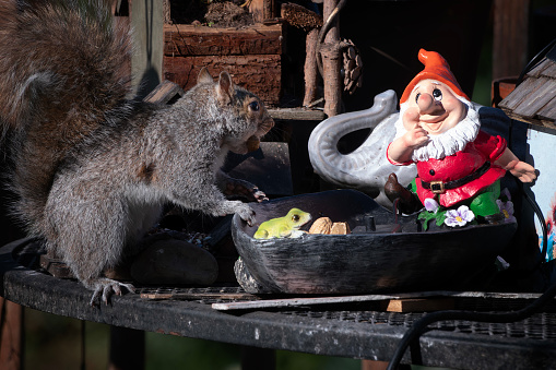 A Squirrel finds a peanut on the backyard deck