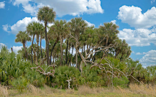 una hamaca tropical de palmeras, palma enana americana y enganches - florida palm tree sky saw palmetto fotografías e imágenes de stock