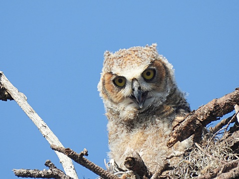 Great Horned Owl - young bird - looking at the camera