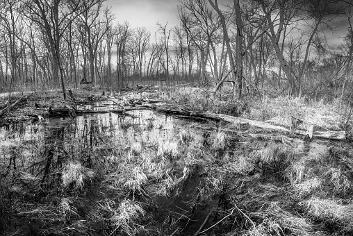 Early springtime growth in a wooded marsh.