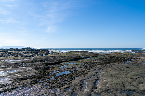 Botanic beach of Juan de Fuca provincial park in Vancouver Island known for its rich marine life and tide pools, popular destination for nature lovers, photographers and marine biologists, BC