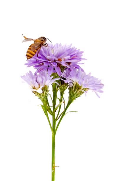 istock Bee on a purple flower isolated on white background. Studio shot. 2105654863