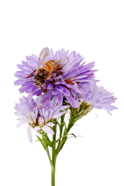 istock Bee on a purple flower isolated on white background. Studio shot. 2105654864