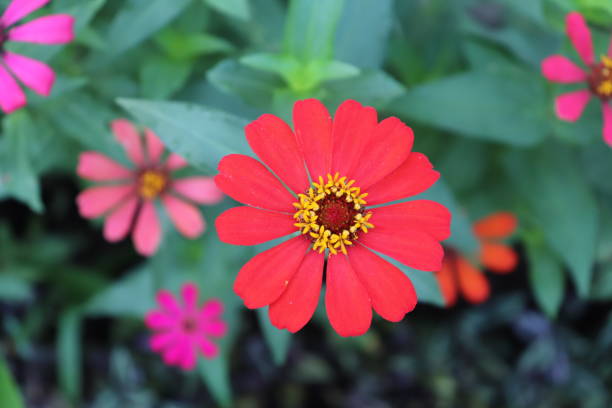 Beautiful colorful Zinnia flowers