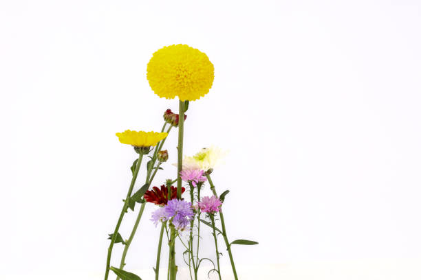 bouquet of cornflowers isolated on a white background.