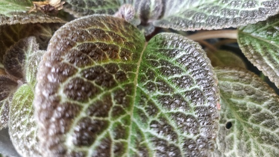 episcia cupreata, flama violet, episcia, Agricultural Field, Alternative Medicine, Backgrounds, Beauty In Nature, Botany, plant. Macro leave in daylight
