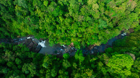 Aerial view of mixed forest, deciduous trees, greenery and waterfalls flowing through the forest. The rich natural ecosystem of rainforest concept is all about conservation and natural reforestation.