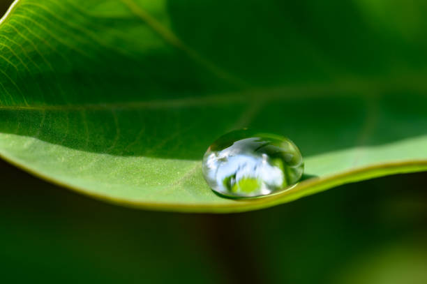 Close-up of water droplets on a leaf