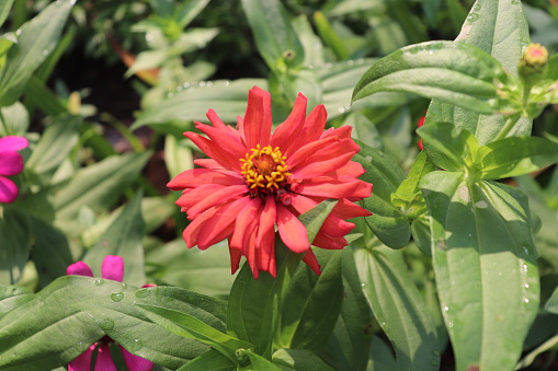 Zinnia Flower in the garden