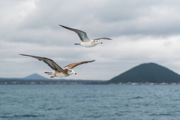 istock Two seagulls spread their wings in the air 2105722127