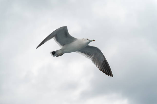 istock Seagulls spreading their wings in the air 2105722135