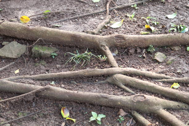 strong roots - tree branch tree trunk leaf - fotografias e filmes do acervo