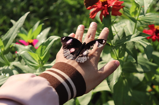 Someone holding black butterfly