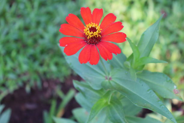 Red Zinnia Flower