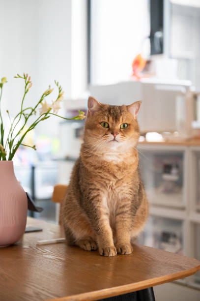 istock Yellow British shorthair cat sitting on a table 2105727779