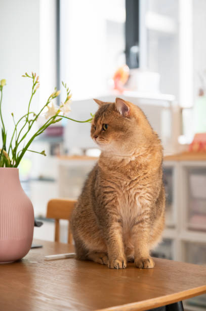 istock Yellow British shorthair cat sitting on a table 2105727780