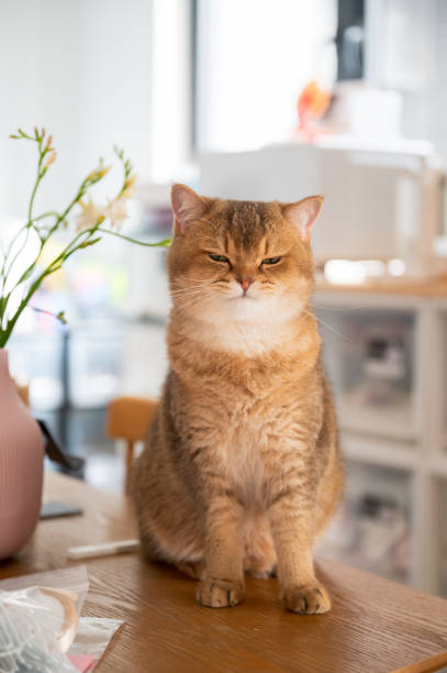 istock Yellow British shorthair cat sitting on a table 2105727782
