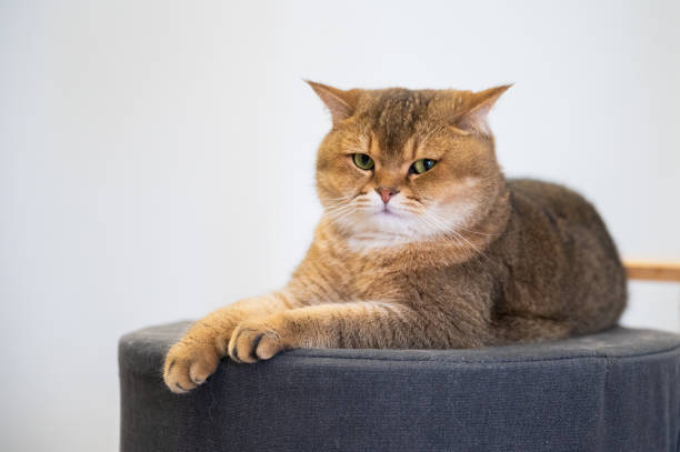 istock Yellow British shorthair cat lying on a mat 2105727798