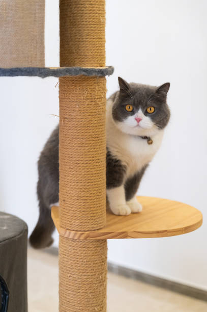 istock British shorthair cat sitting on cat climbing frame 2105727801