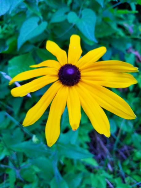 istock Lots of Flowers 2105738575
