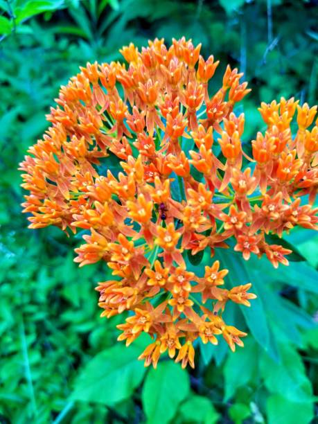 istock Lots of Flowers 2105738582