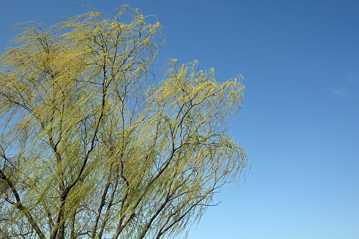 weeping willow tree turns to green under blue sky in sunny day