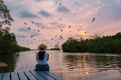 Sea Eagles at sunset in the mangrove of Chantaburi in Thailand, Red backed sea eagle , Asian women with hat watching sunset on a wooden pier