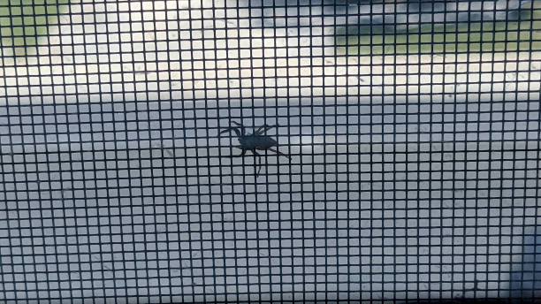 istock An Arachnid Near the Window 2105791140