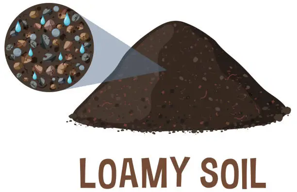 Vector illustration of Vector illustration of a cross-section of loamy soil