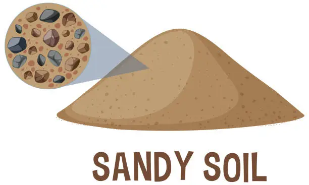 Vector illustration of Detailed vector of sandy soil and its components