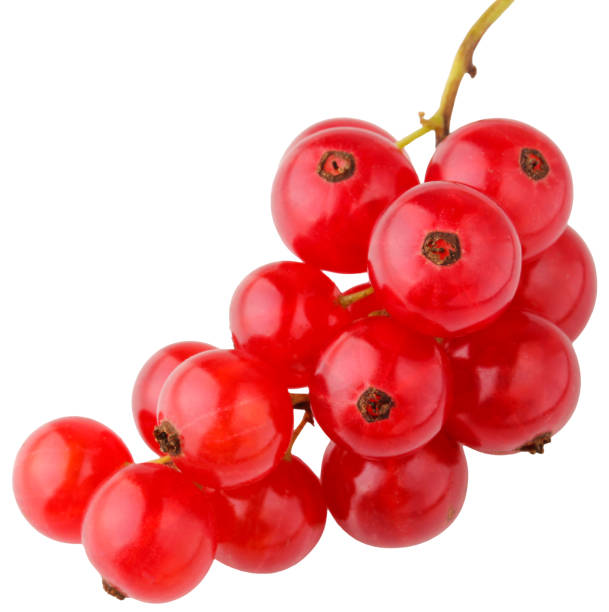 istock white background. bunch of red currants. garden berries. isolate, cut out. 2105826785