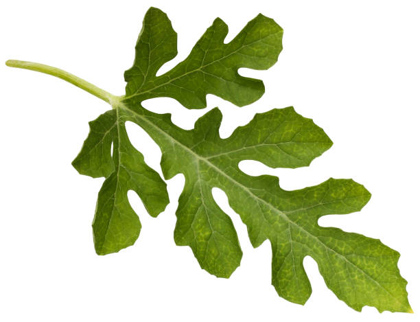 istock insulated watermelon leaf. one cut-out leaf, herbarium. isolate. 2105830403