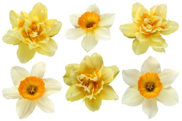 istock yellow daffodil isolated. set. cut flowers. on a white background 2105832488