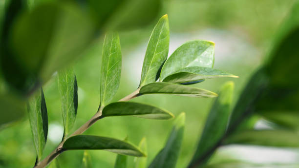 istock Zamioculcas or zamiifolia green leaf tree or jade color and modern pattern beautiful shape for home decoration. 2105837672
