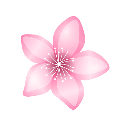 Vector akura flower icon delicate cherry blossom petals spring motives