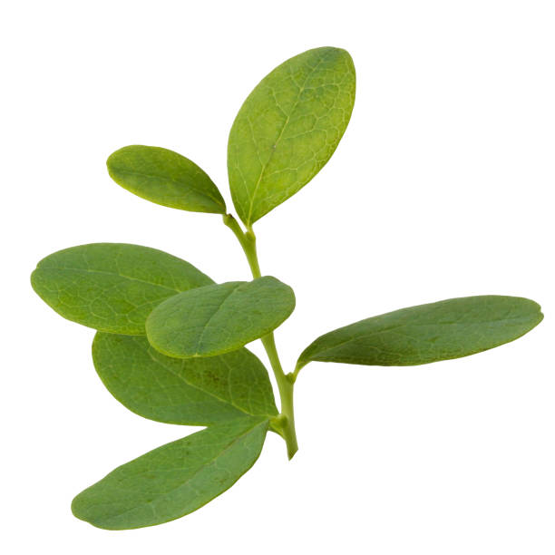 istock isolated lingonberry leaves, a branch cut from the background. 2105840277