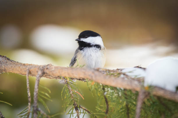 Cute little Black-capped chickadee is perched on a spruce tree branch with snow in winter park.
