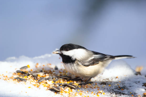 Black-capped chickadee is perched on a snowy stump with seed mix in winter park and eating.