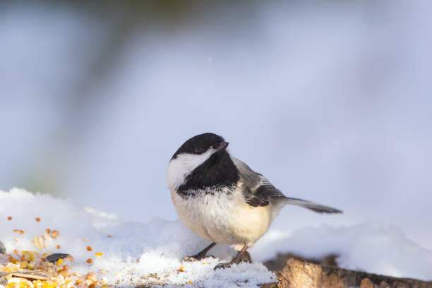 Black-capped chickadee is perched on a snowy stump with seed mix in winter park.