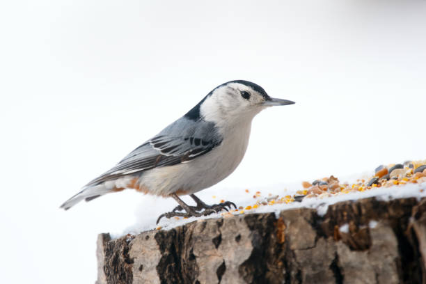 istock White-breasted nuthatch is standing on a stump with seeds in winter. 2105840802
