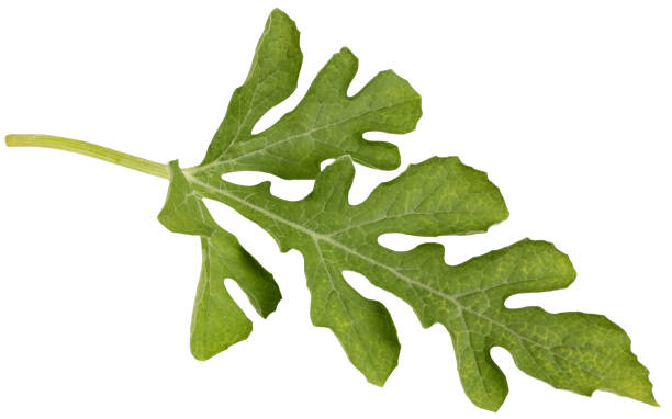 istock insulated watermelon leaf. one cut-out leaf, herbarium. isolate. 2105840803