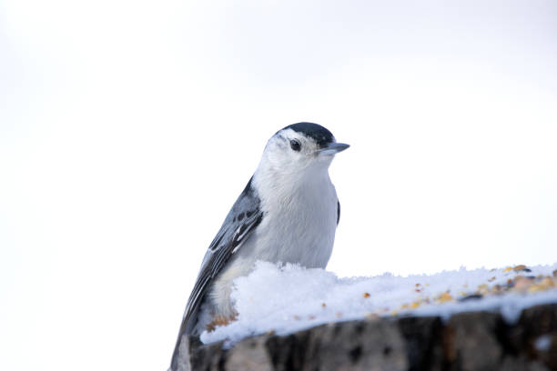 istock White-breasted nuthatch is standing on a stump with seeds in winter. 2105840813