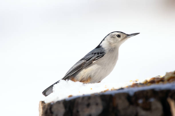 istock White-breasted nuthatch is standing on a stump with seeds in winter. 2105840815