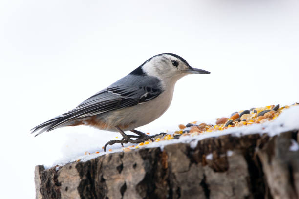 istock White-breasted nuthatch is standing on a stump with seeds in winter. 2105840817
