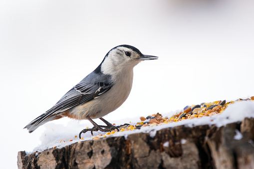 Cute bird White-breasted nuthatch is perched on a tree stump with seeds and snow in the winter park