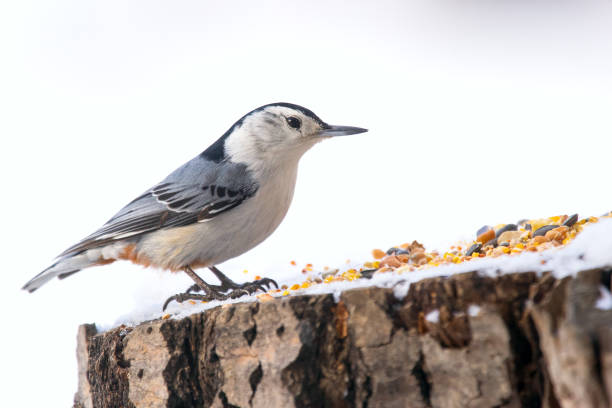 istock White-breasted nuthatch is standing on a stump with seeds in winter. 2105840819