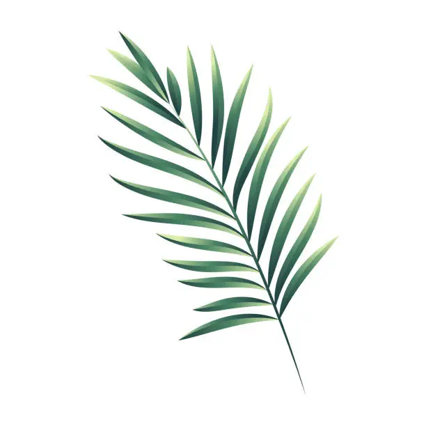 Vector illustration of vector tropical palm leaf isolated on white