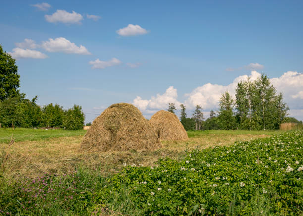 the lentil on field in summer time.