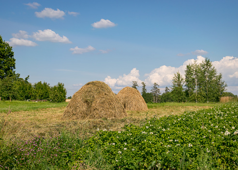 sunny summer landscape with haystacks, blurred foreground, beautiful clouds in the sky, summer day