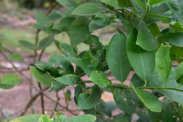 istock Lemon leaves with stems are suitable for the nature concept 2105882480